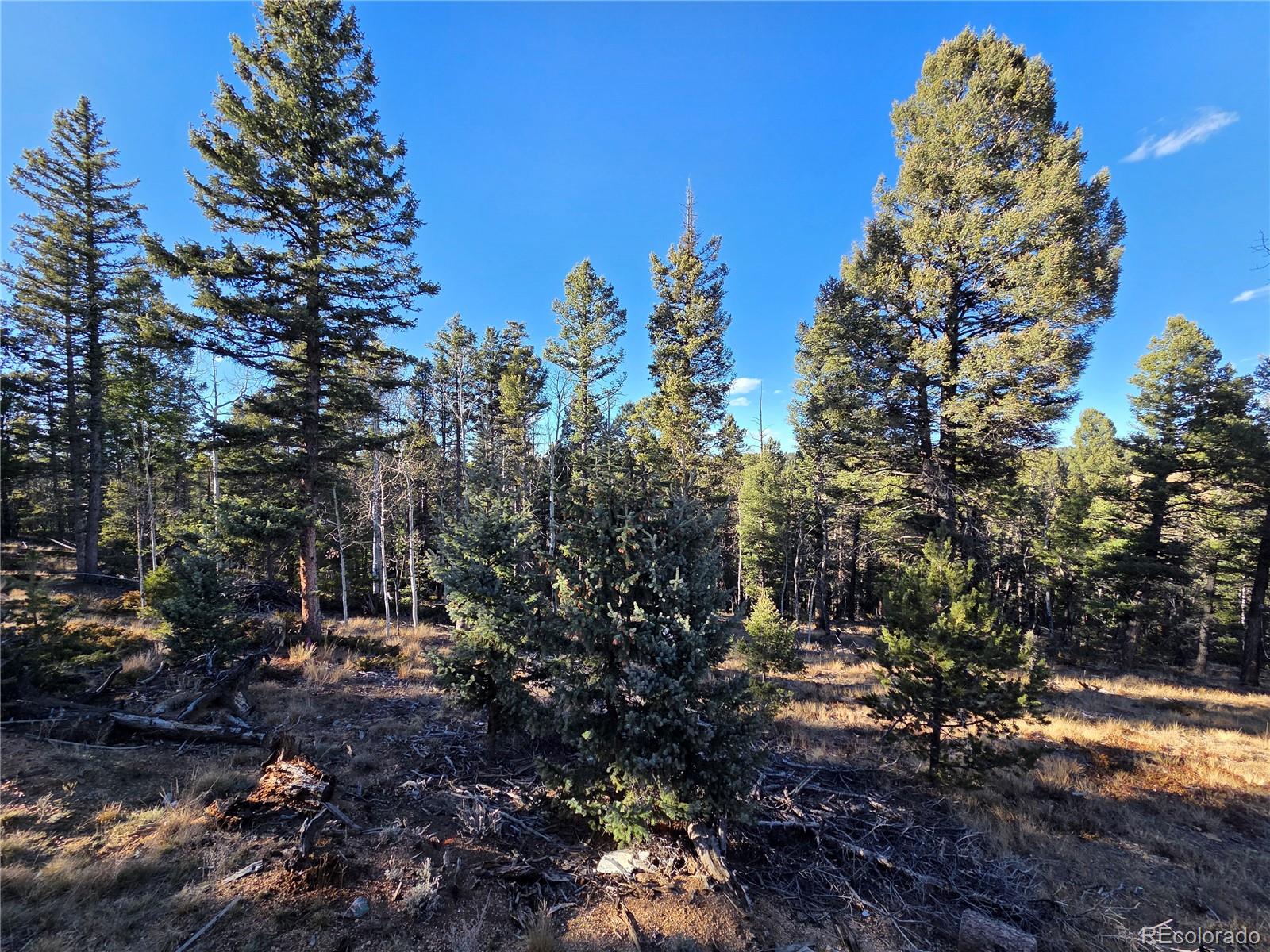 1434 Blue Mesa Drive Divide CO 80814