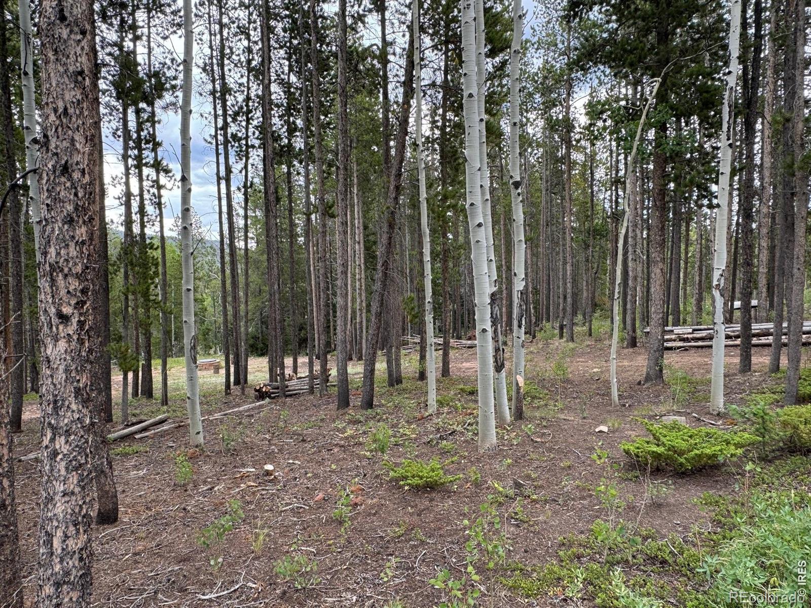 2581 Shoshoni Drive Red Feather Lakes CO 80545