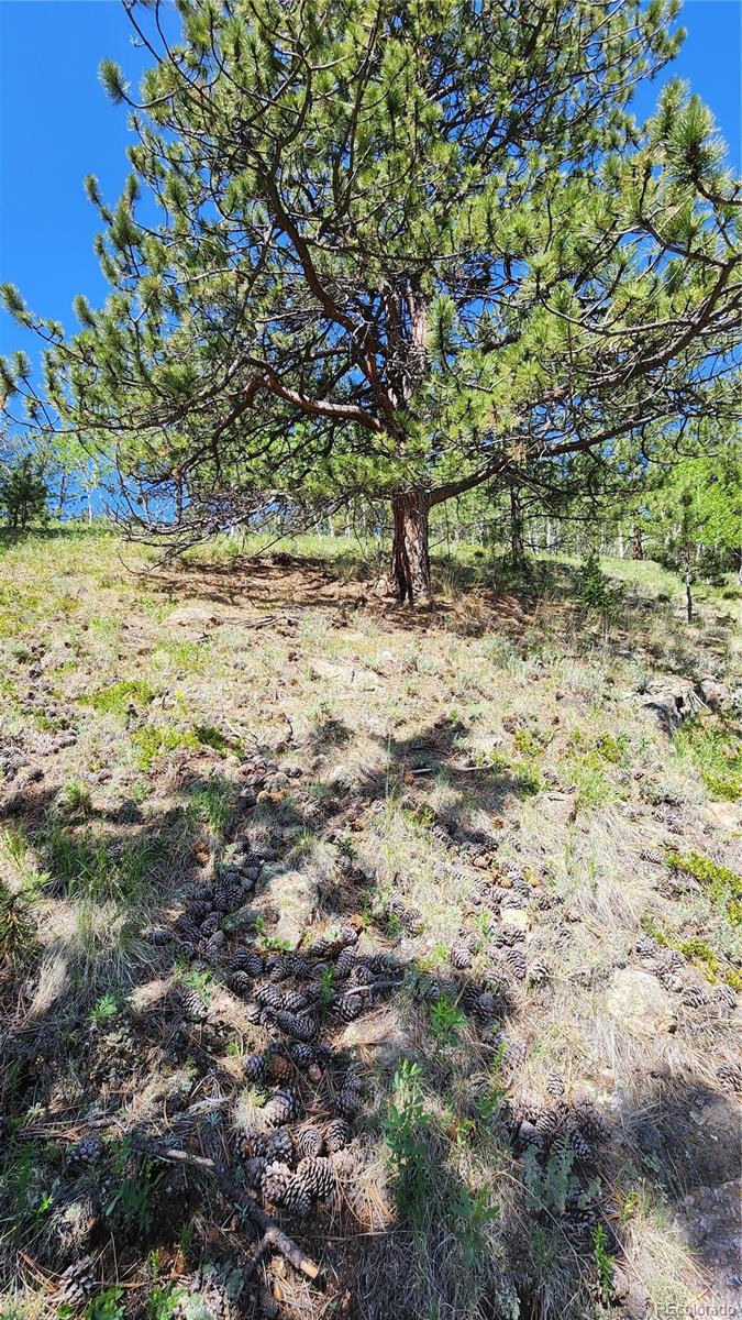 267 Ward Street Bailey CO 80421