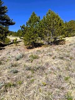 7493 Ranch Road Hartsel CO 80449
