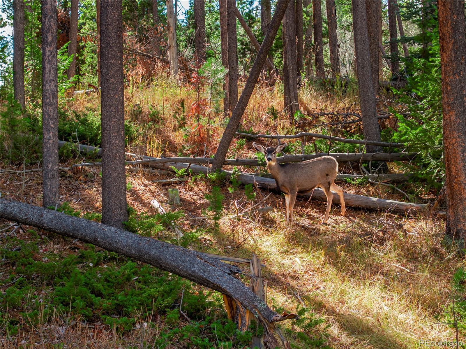 Lot 216620 Indian Springs Road Conifer CO 80433