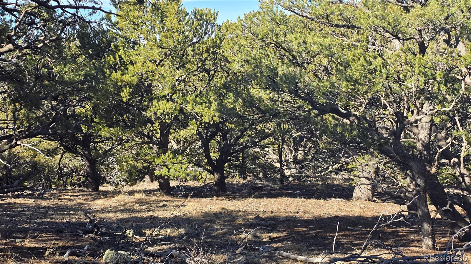 Lot 4510 Iannelli Road Fort Garland CO 81133