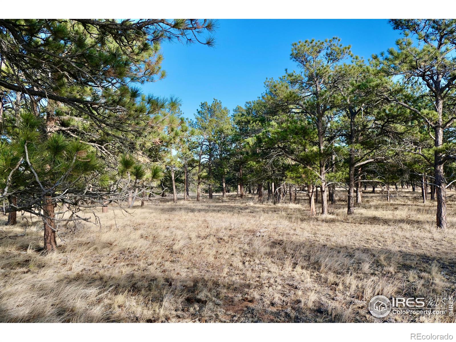 0 Walno Avenue Livermore CO 80536