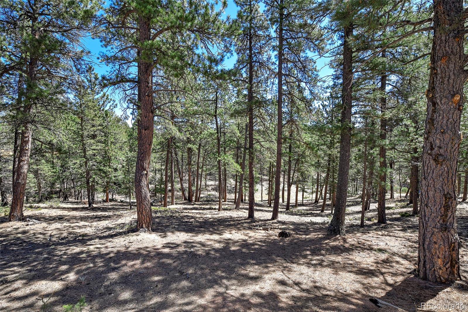 860 Spring Valley Drive Divide CO 80814