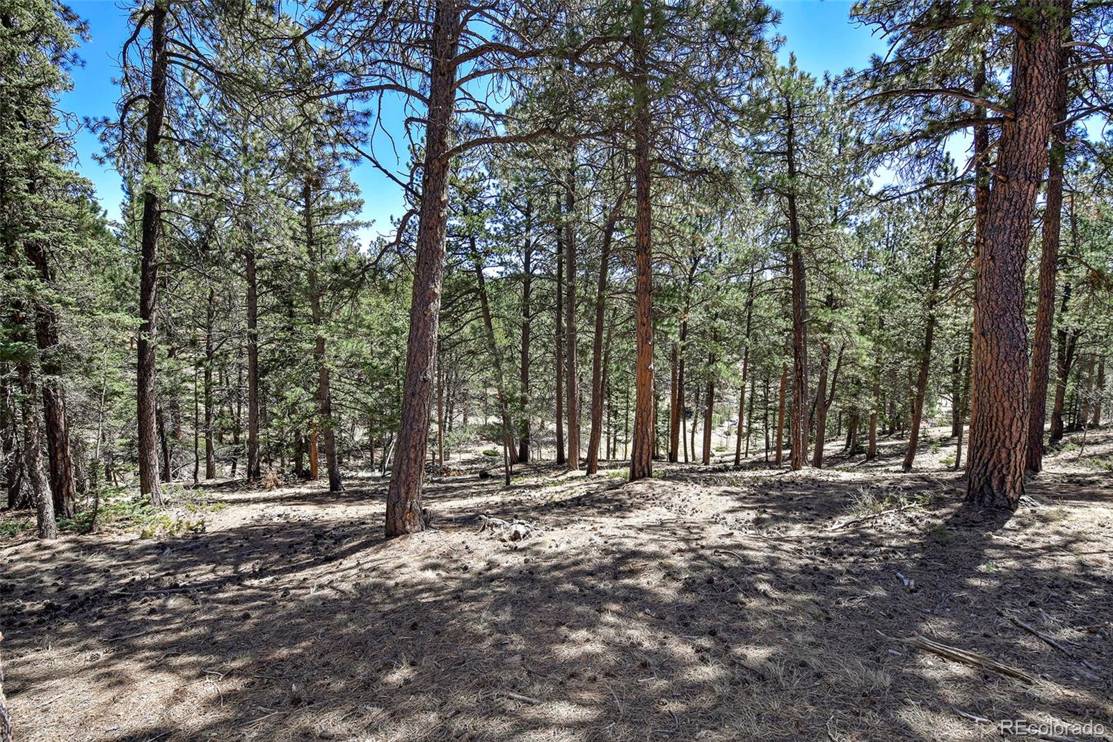 860 Spring Valley Drive Divide CO 80814