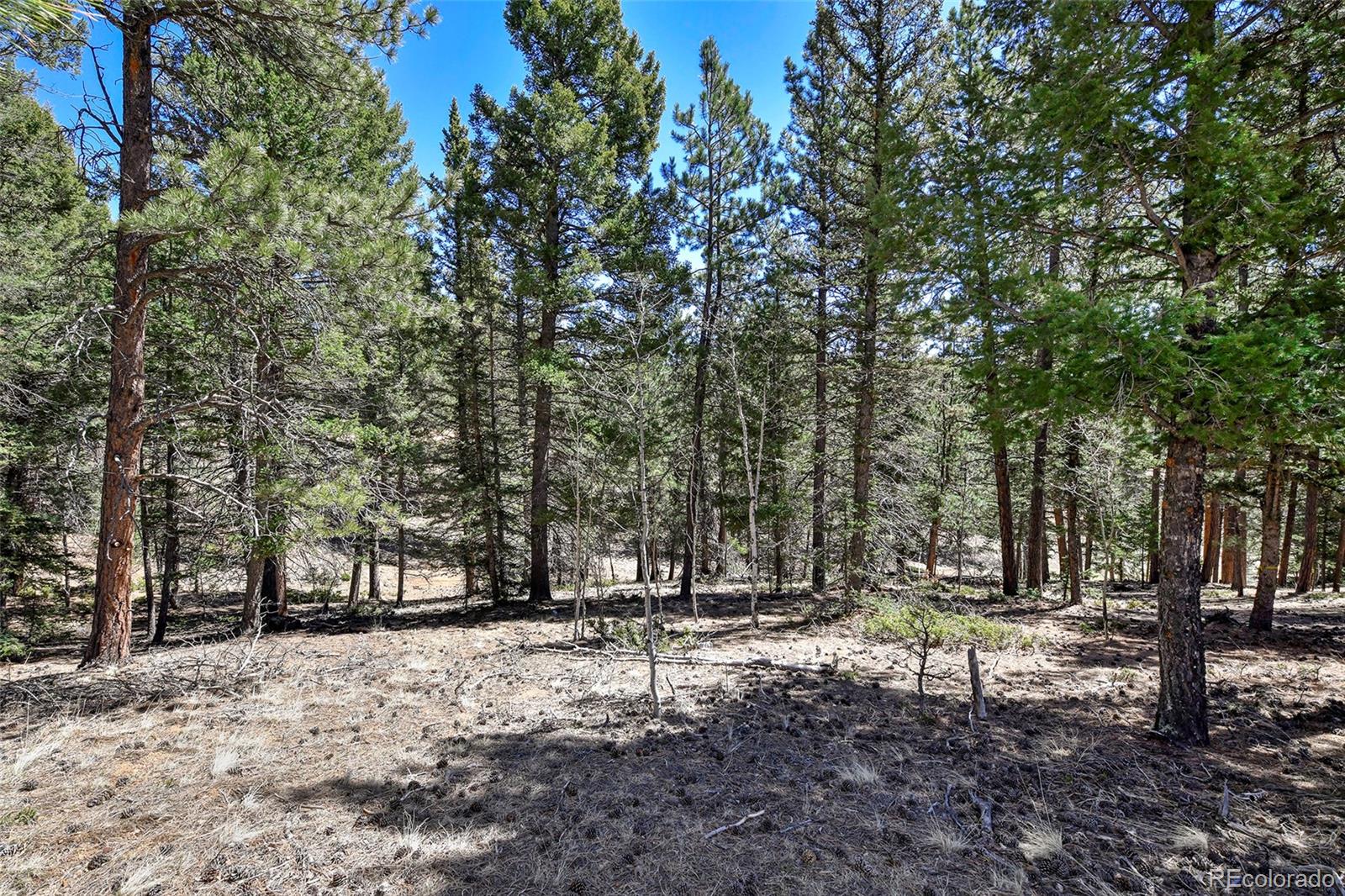 860 Spring Valley Drive Divide CO 80814