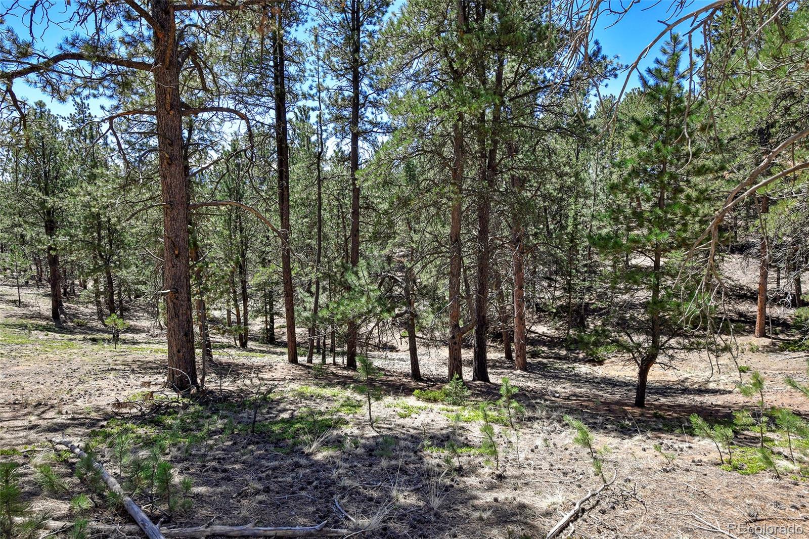 860 Spring Valley Drive Divide CO 80814