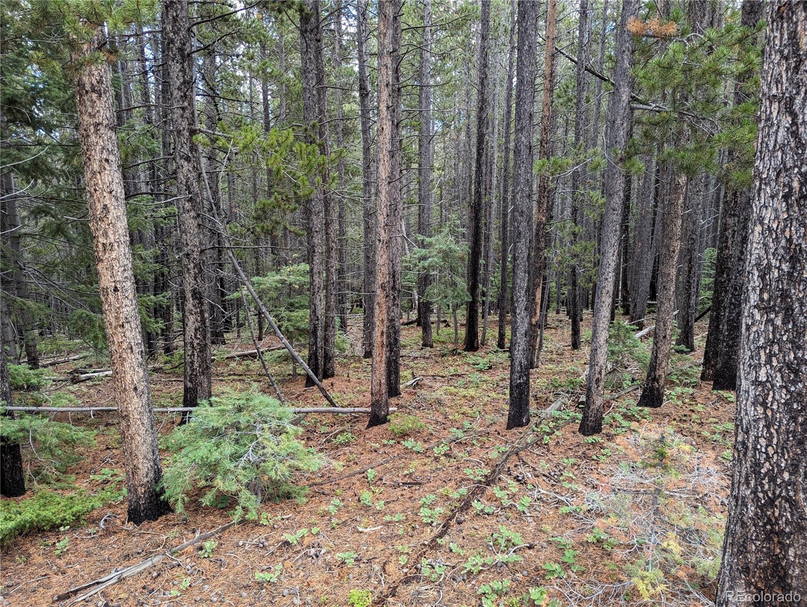 3022 Bolwell Lane Fort Garland CO 81133
