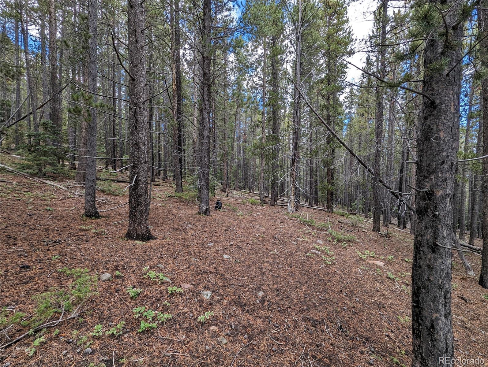3022 Bolwell Lane Fort Garland CO 81133