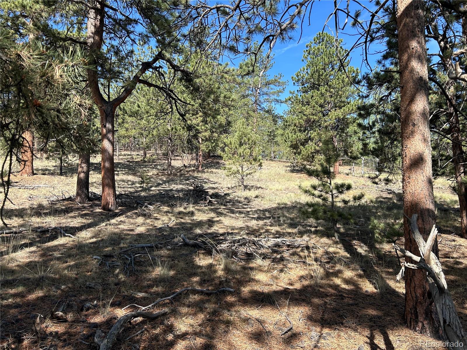 565 Hayhook Way Hartsel CO 80449