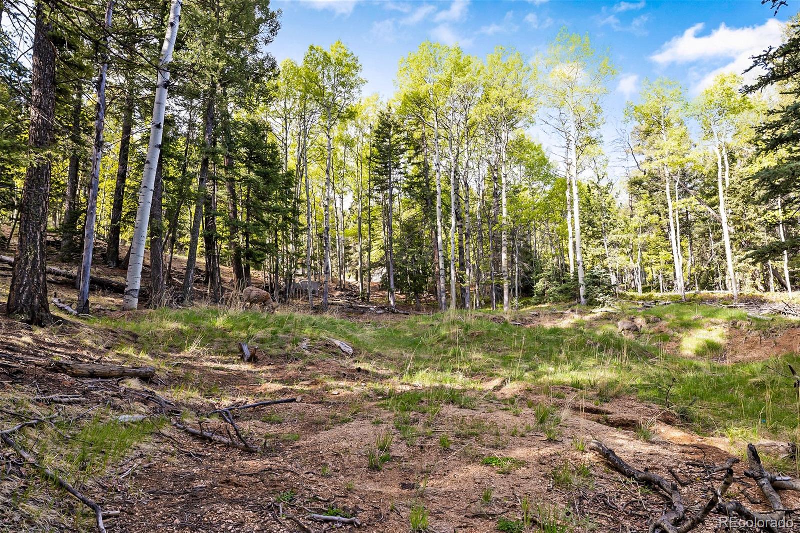 714 Will Stutley Drive Divide CO 80814