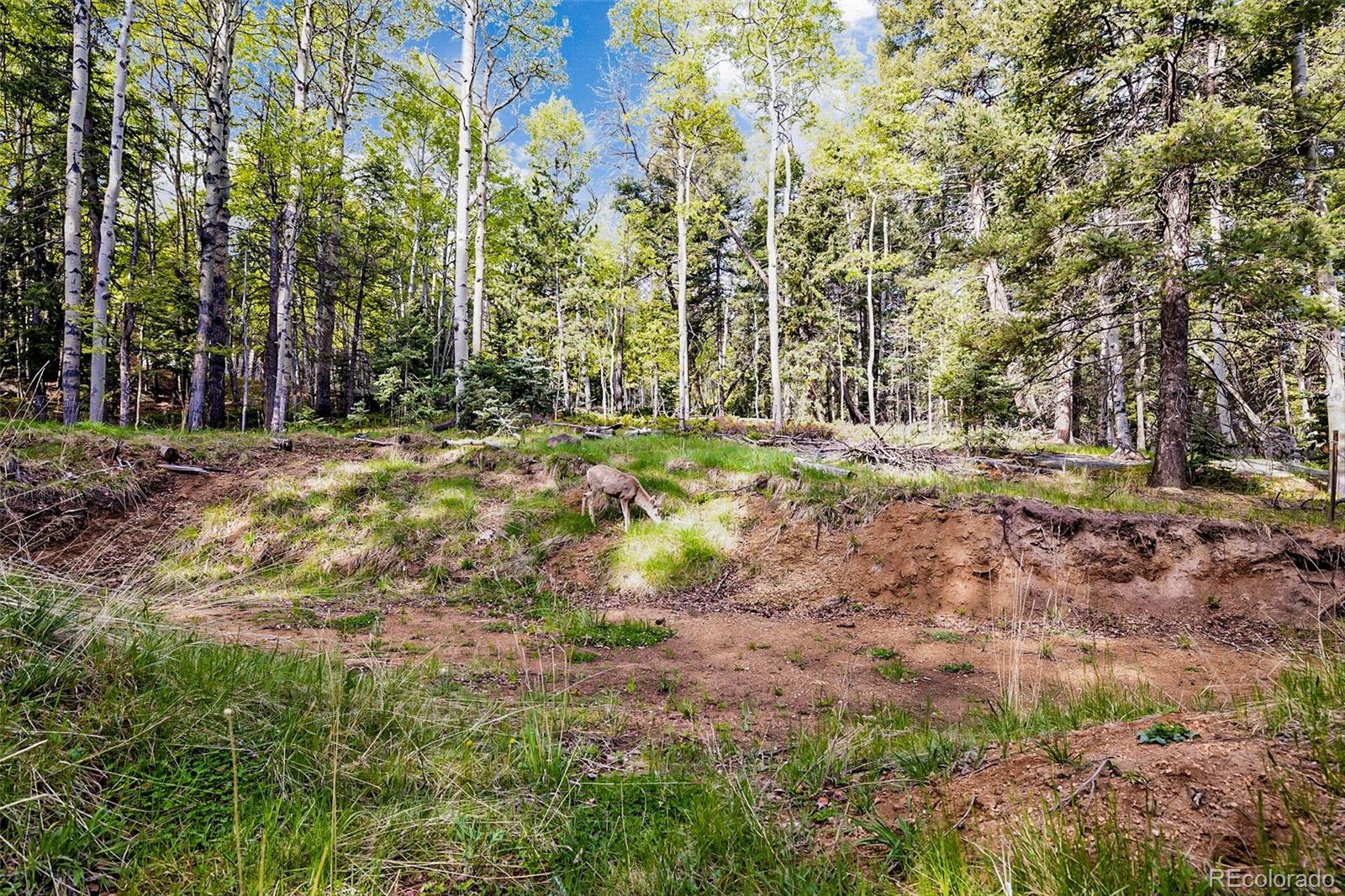 714 Will Stutley Drive Divide CO 80814