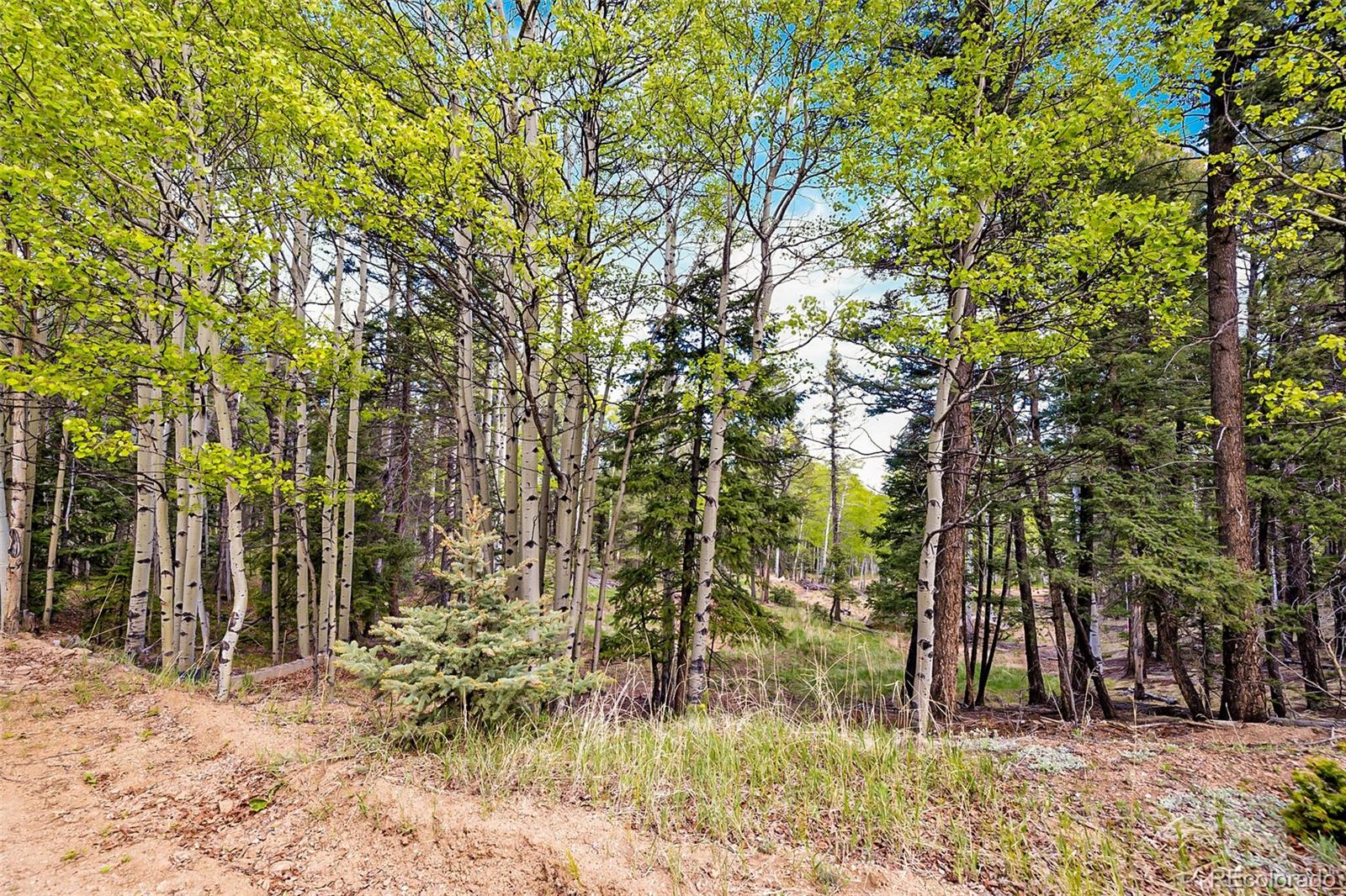 714 Will Stutley Drive Divide CO 80814