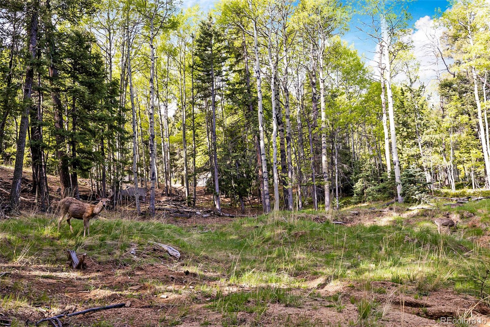 714 Will Stutley Drive Divide CO 80814
