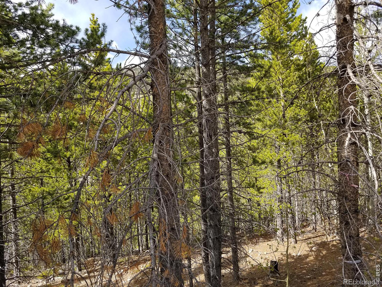 3200 Ottawa Way Red Feather Lakes CO 80545