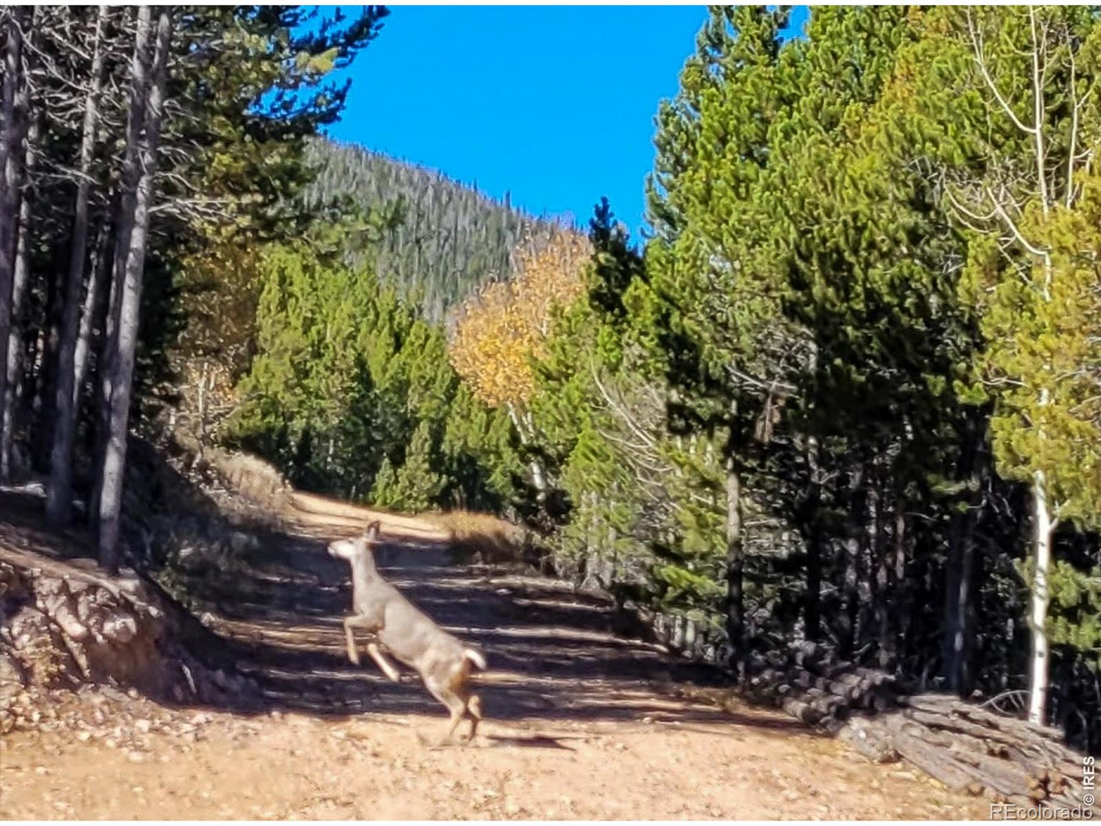 3200 Ottawa Way Red Feather Lakes CO 80545