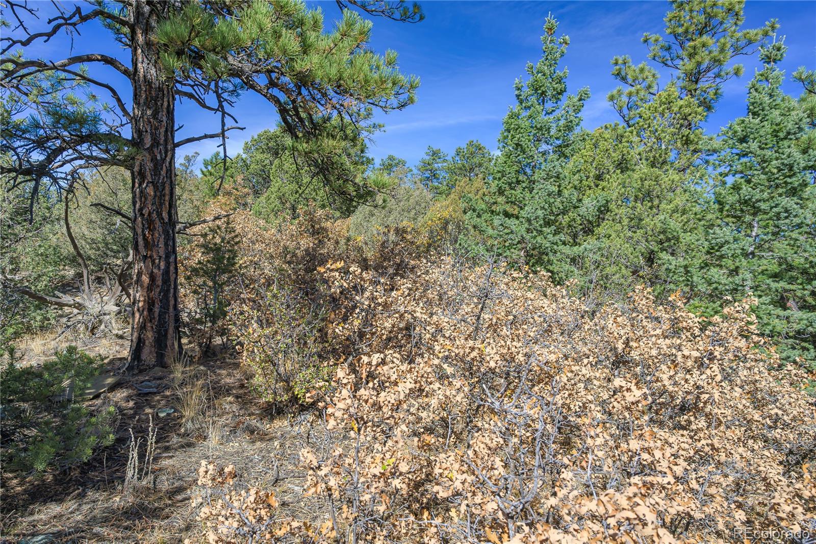14341 North Ridge Weston CO 81091