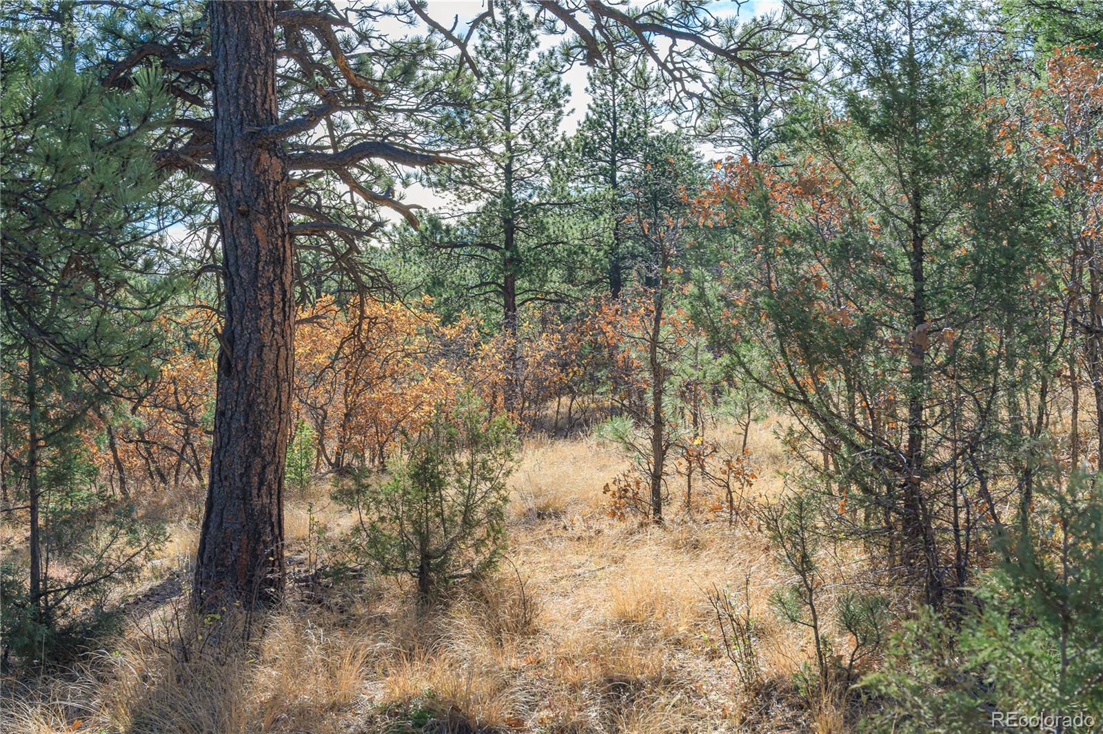 14341 North Ridge Weston CO 81091