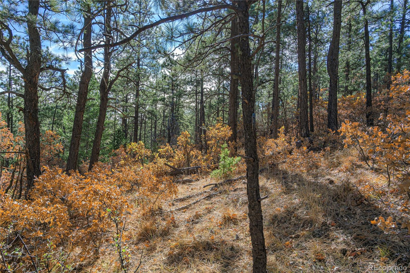14341 North Ridge Weston CO 81091