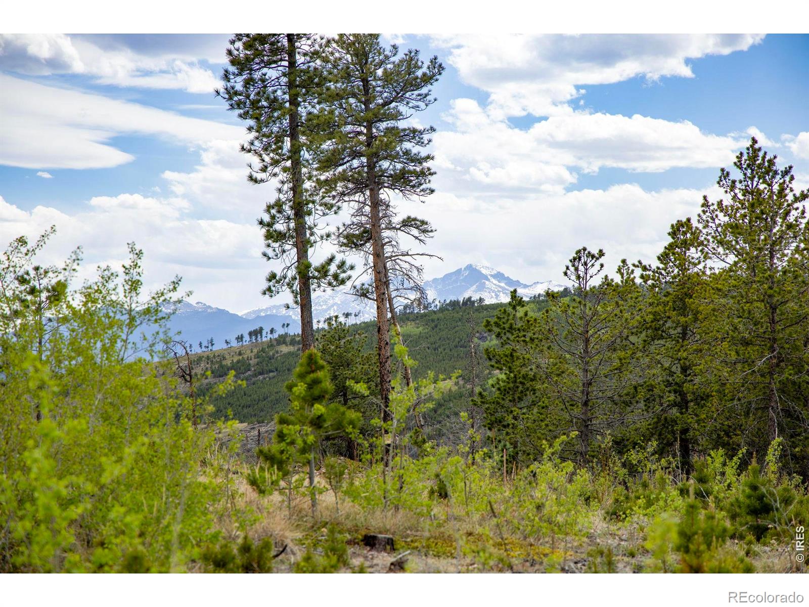 805 Meadows Drive Drake CO 80515