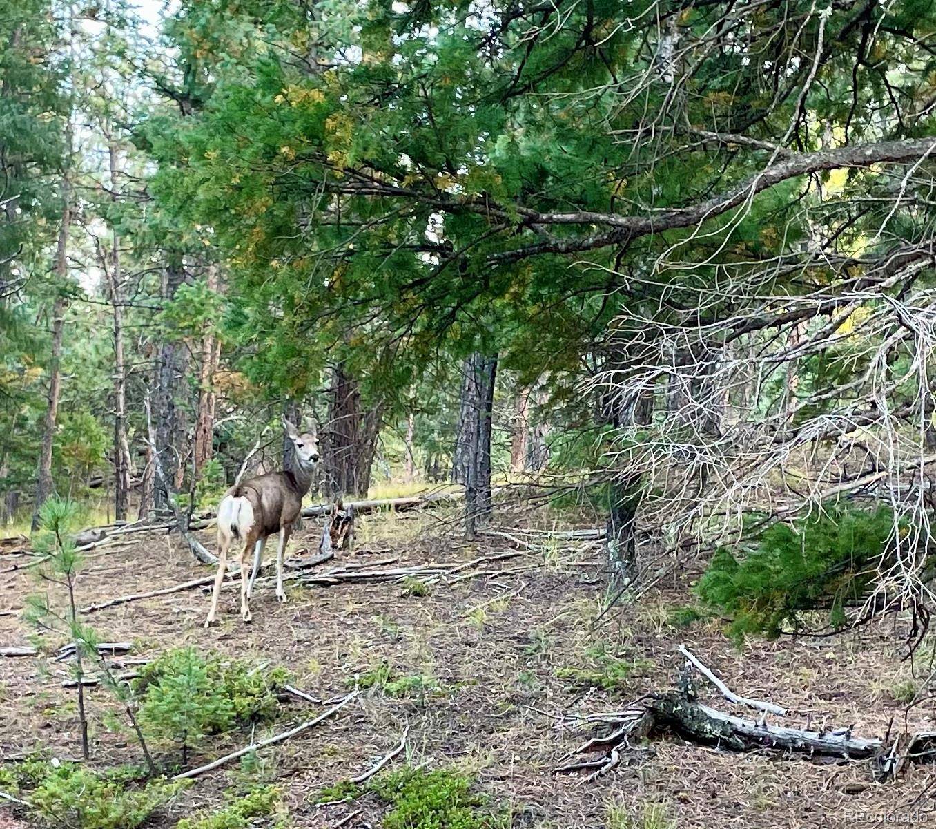 1342 Old Crystola Canyon Road Woodland Park CO 80863
