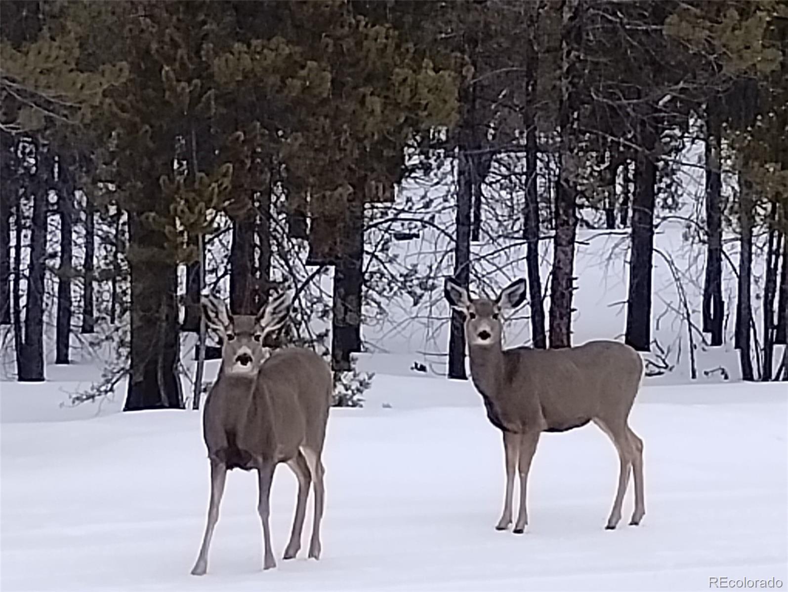 416 Cedar Drive Leadville CO 80461