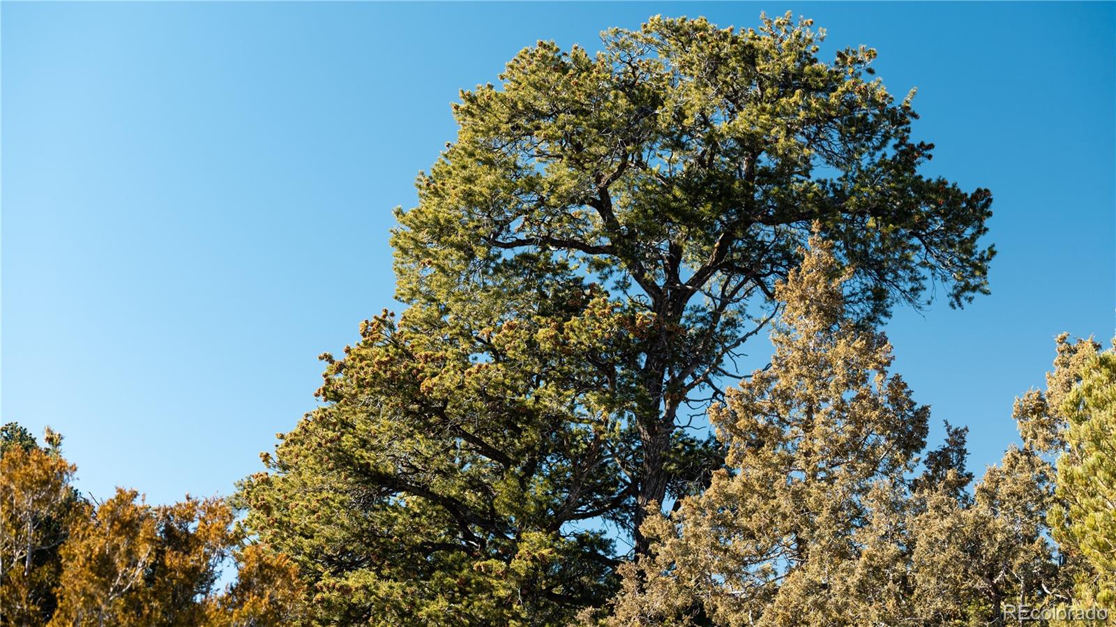 Lot 90 Elk Park Road San Luis CO 81152