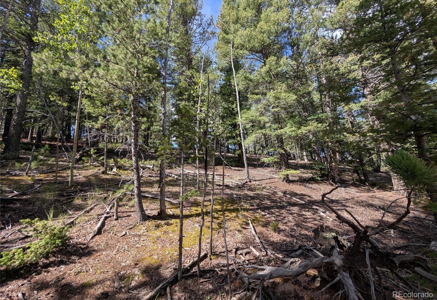 60 Fluorite Lane Divide CO 80814