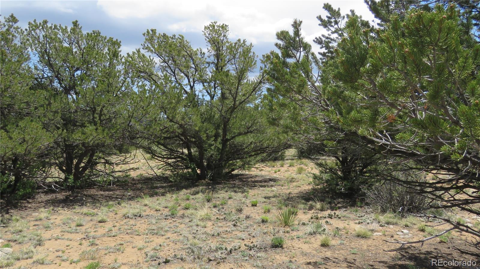 28924 Timber Ridge Buena Vista CO 81211