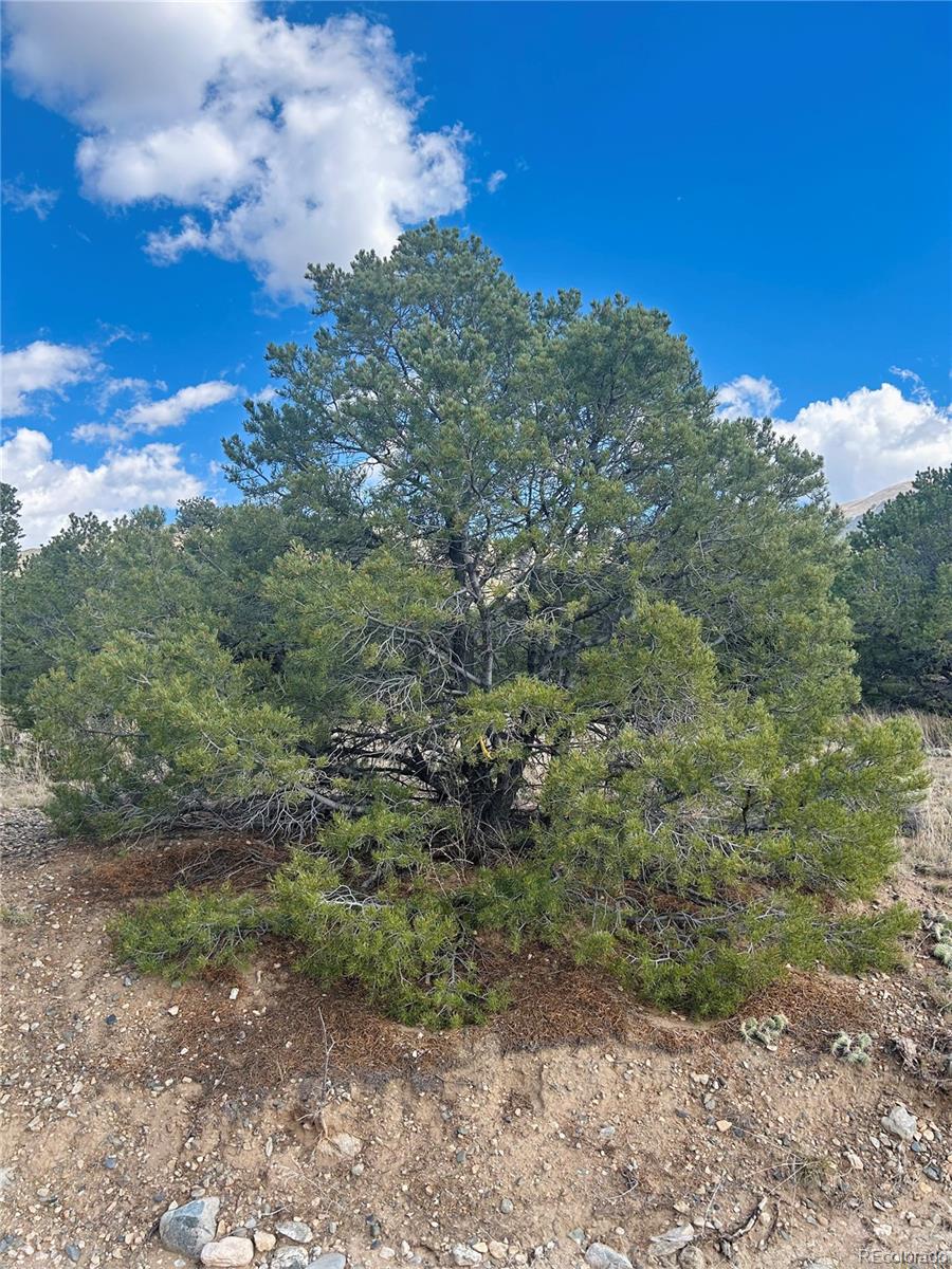 112 Eagles Nest Drive Mosca CO 81146