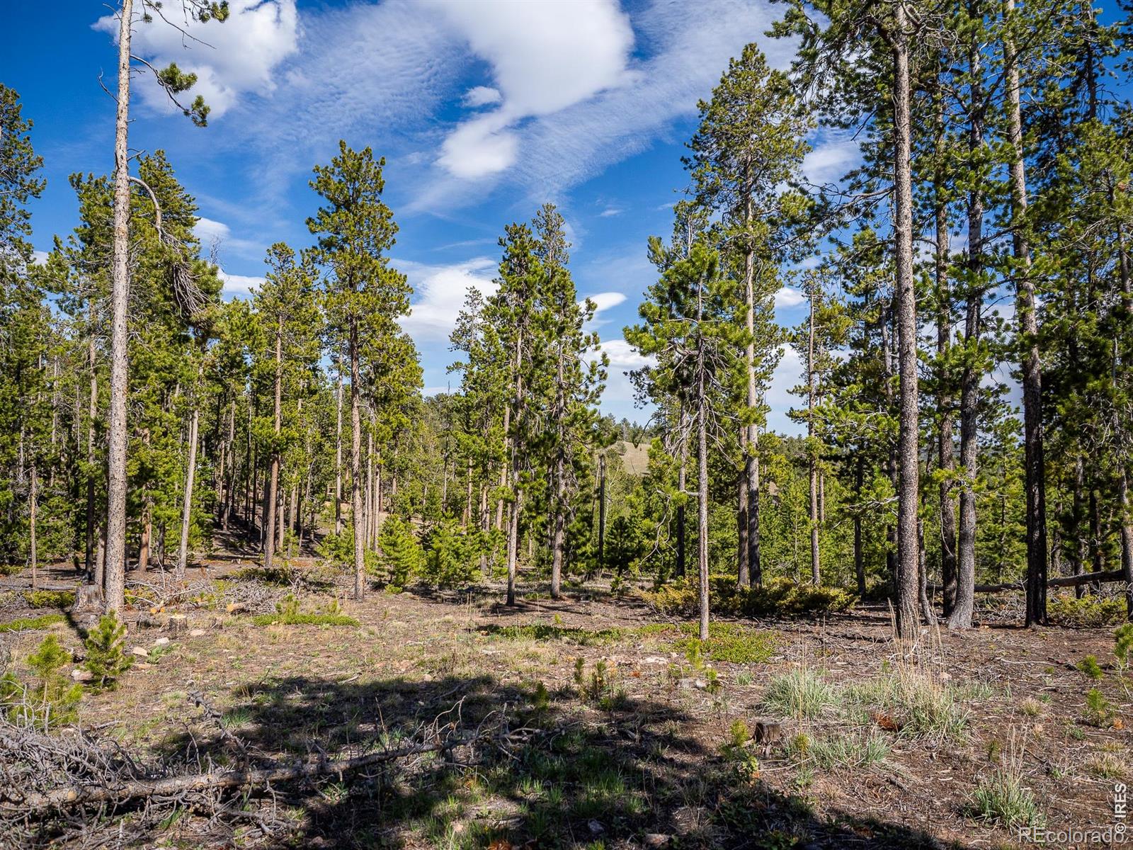 297 Manso Way Red Feather Lakes CO 80545