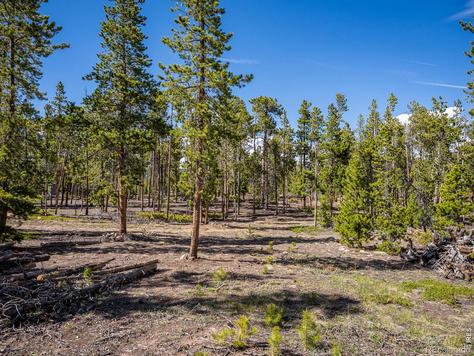 297 Manso Way Red Feather Lakes CO 80545