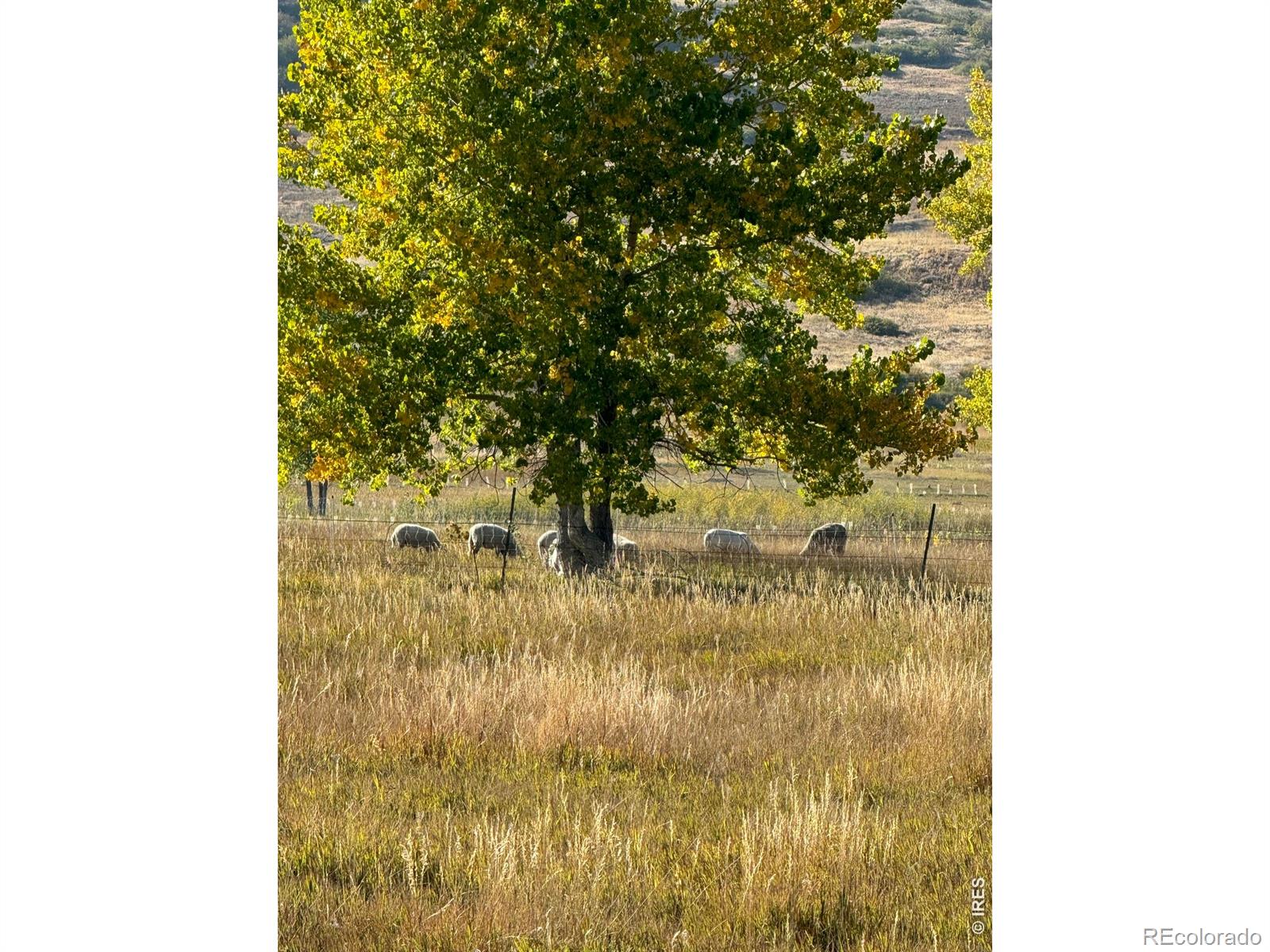 11534 Eagle Springs Trail Longmont CO 80503