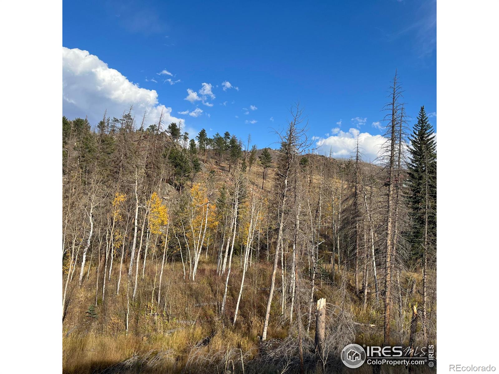 11 Monument Gulch Way Bellvue CO 80512