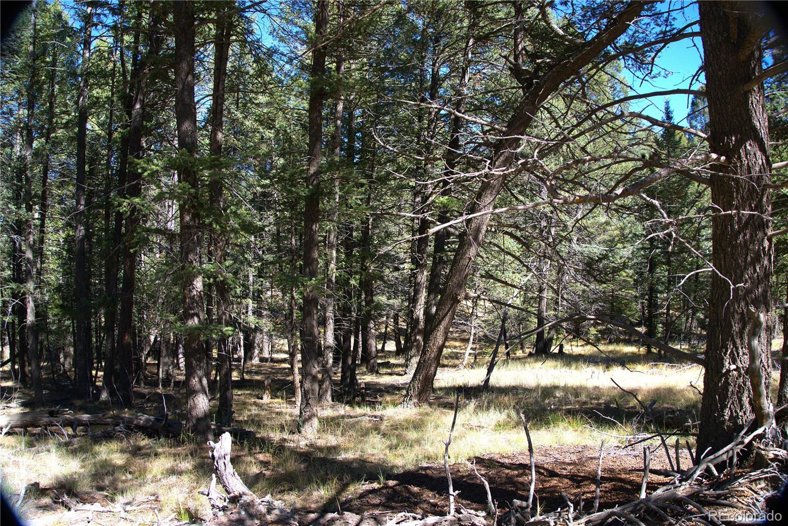 252 Southpark Road Florissant CO 80816