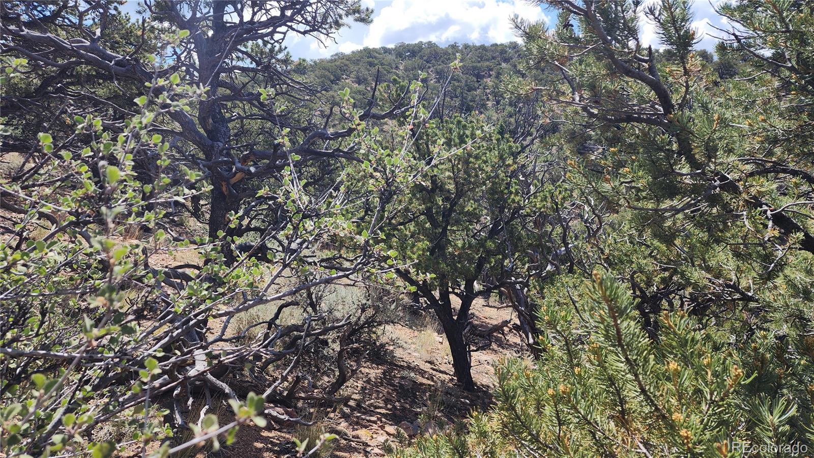 5039 Mamouche Road Fort Garland CO 81133