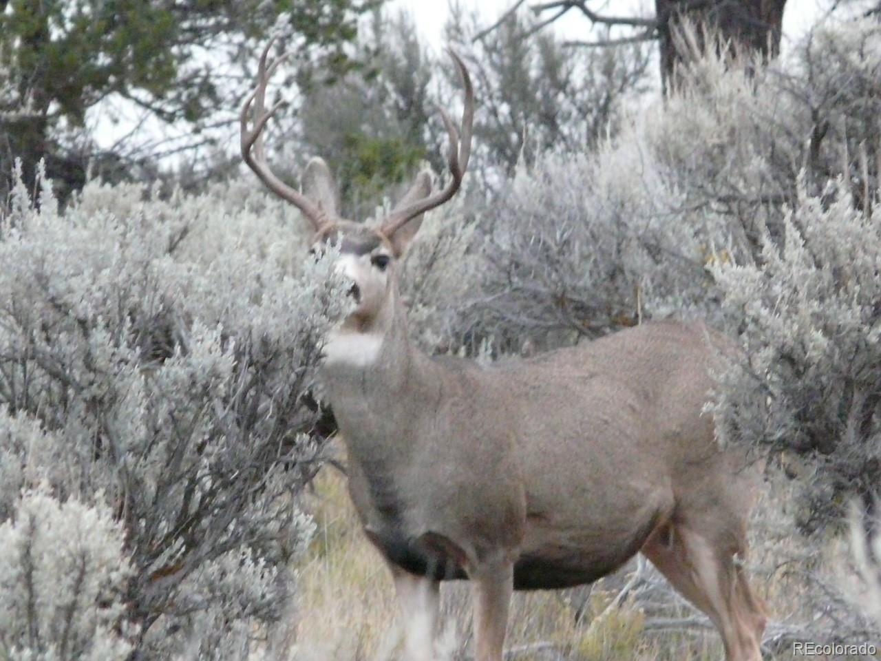 Lot 129 Flavin Lane Fort Garland CO 81133