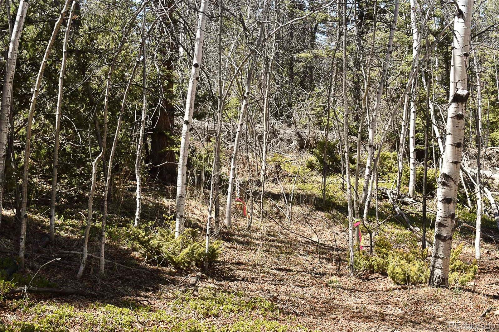 289 Timberline Drive Guffey CO 80820