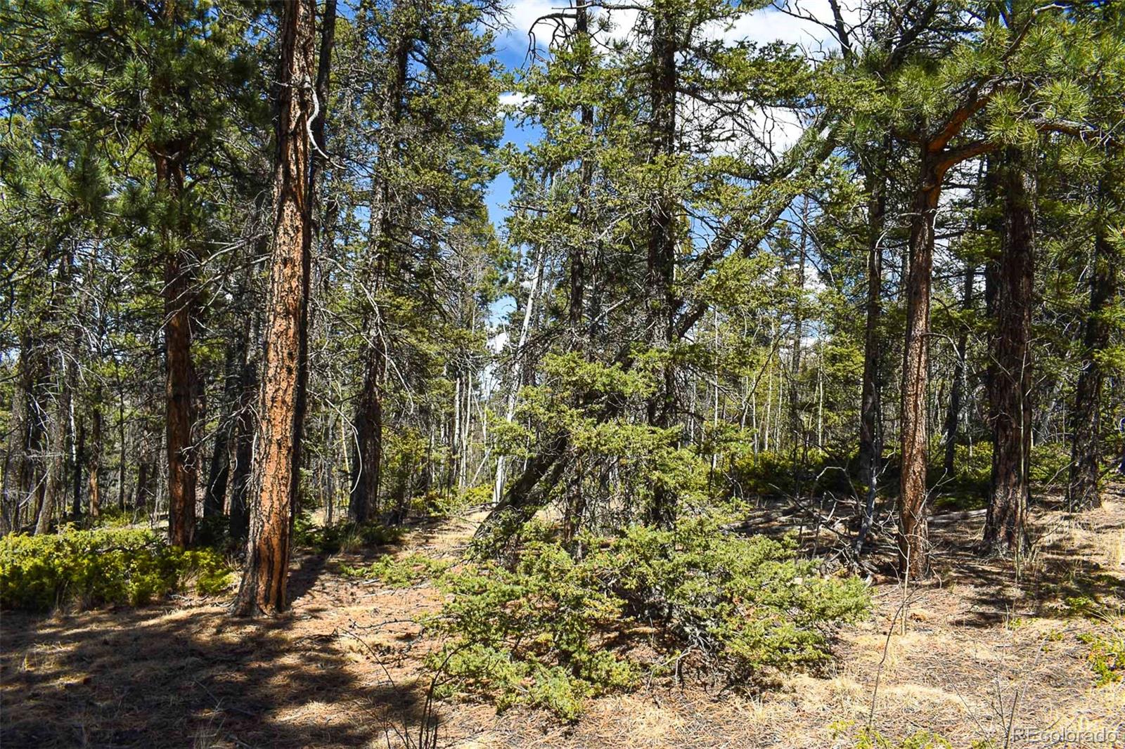 289 Timberline Drive Guffey CO 80820