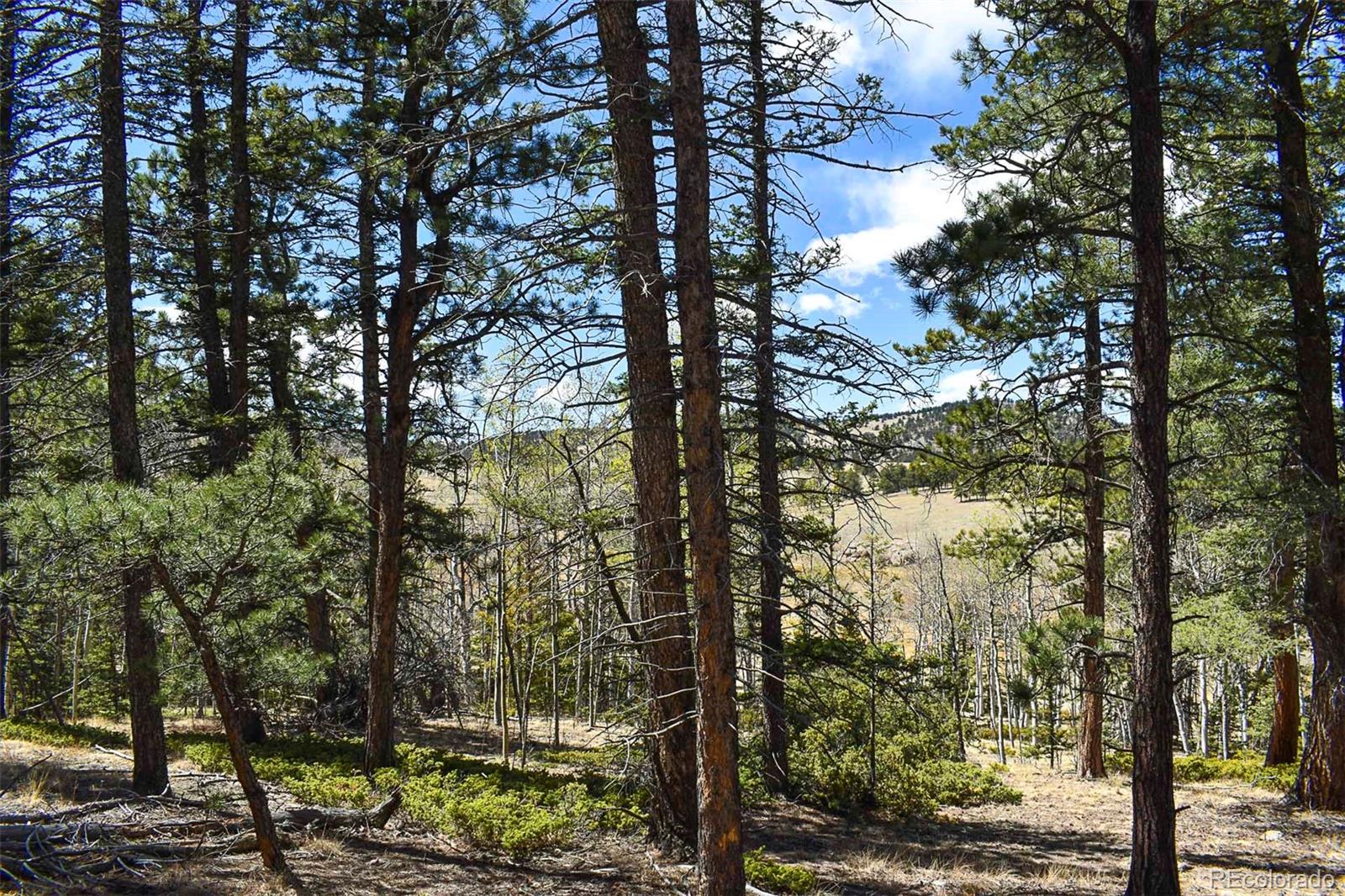 289 Timberline Drive Guffey CO 80820