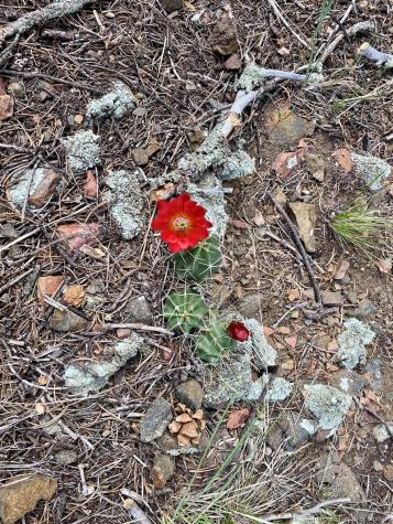 12550 9 Canon City CO 81212