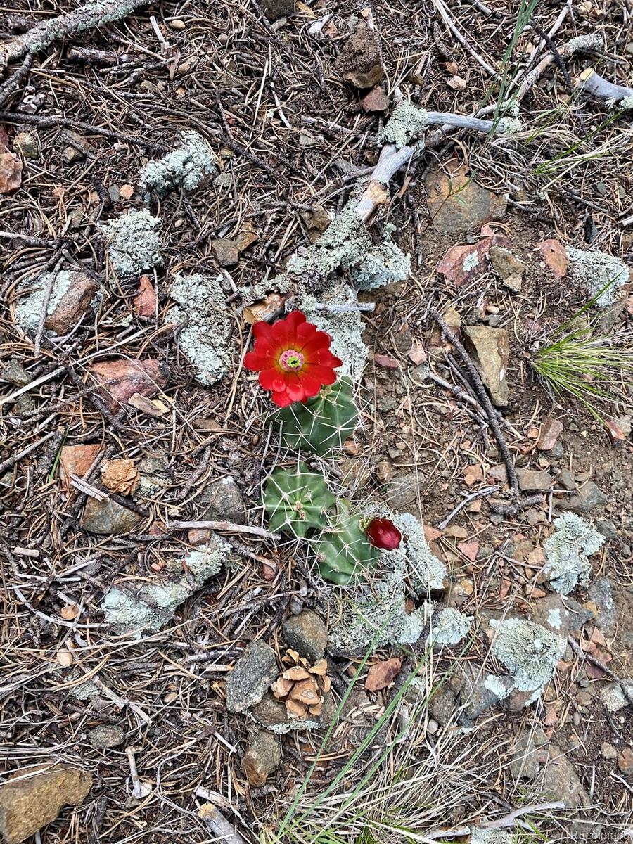 12550 9 Canon City CO 81212