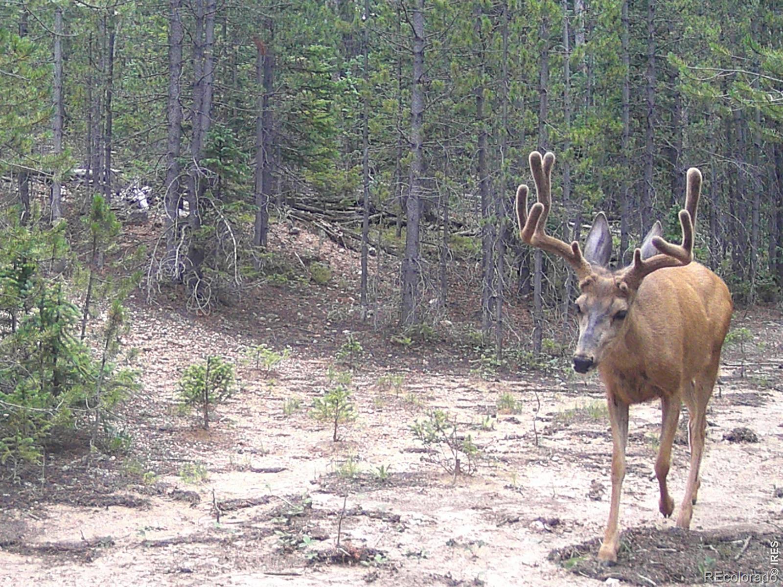 Red Feather Lakes CO 80545