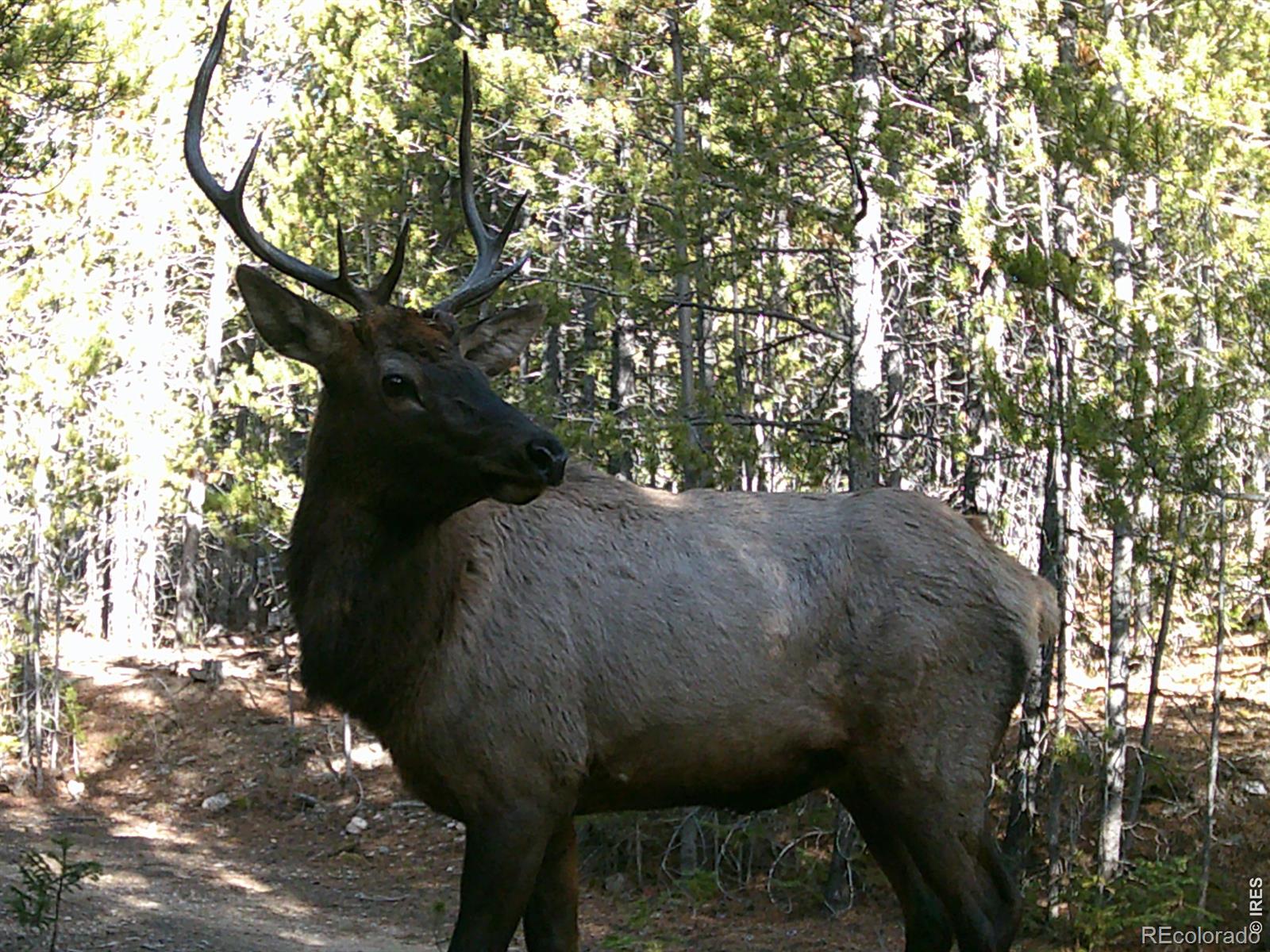 Red Feather Lakes CO 80545