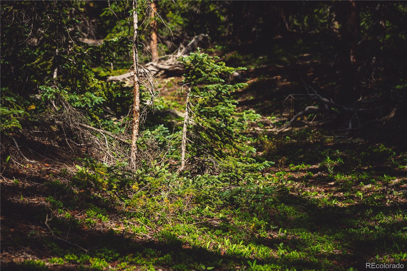 5347 Monitor Leadville CO 80461