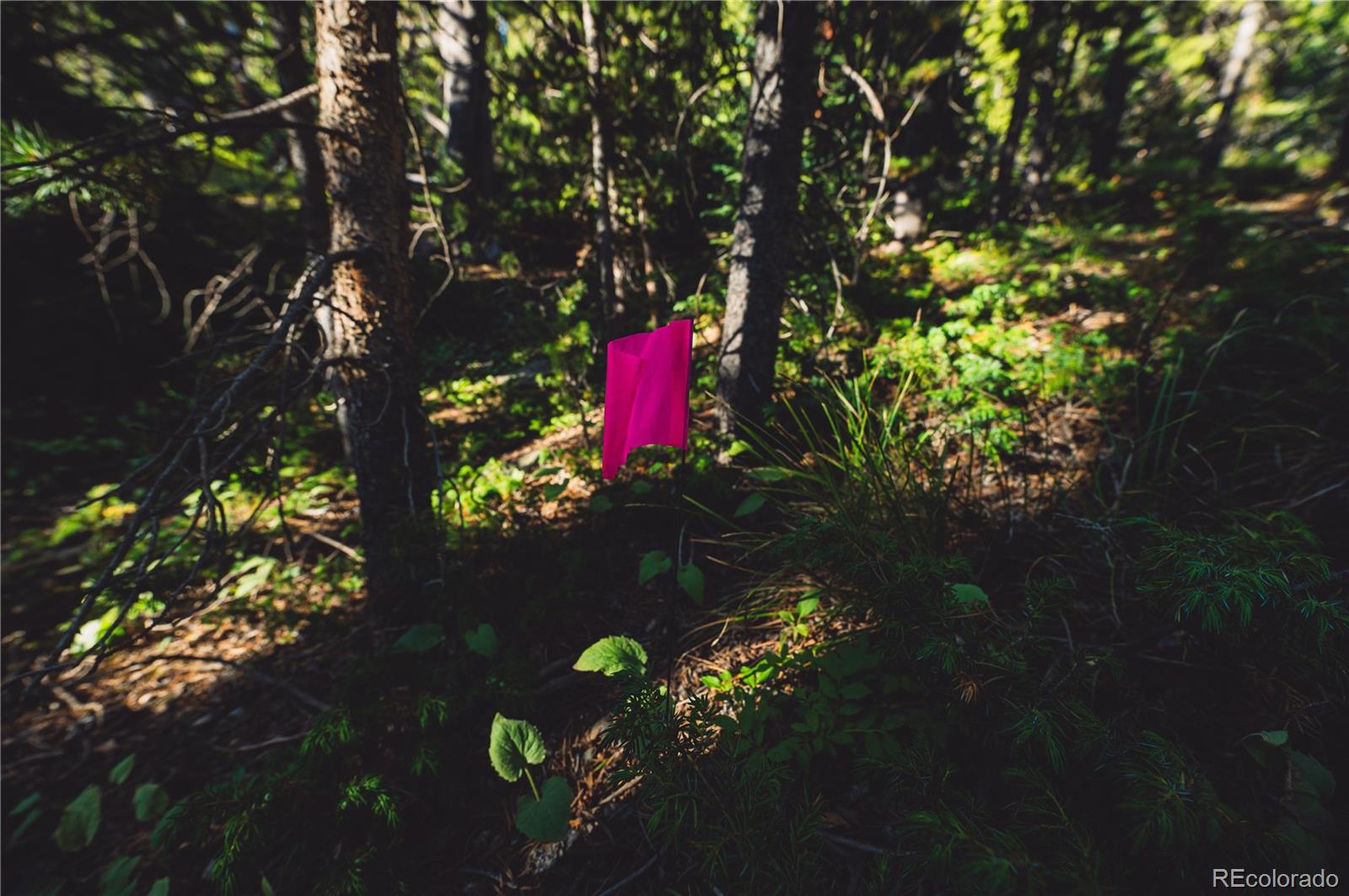 5347 Monitor Leadville CO 80461