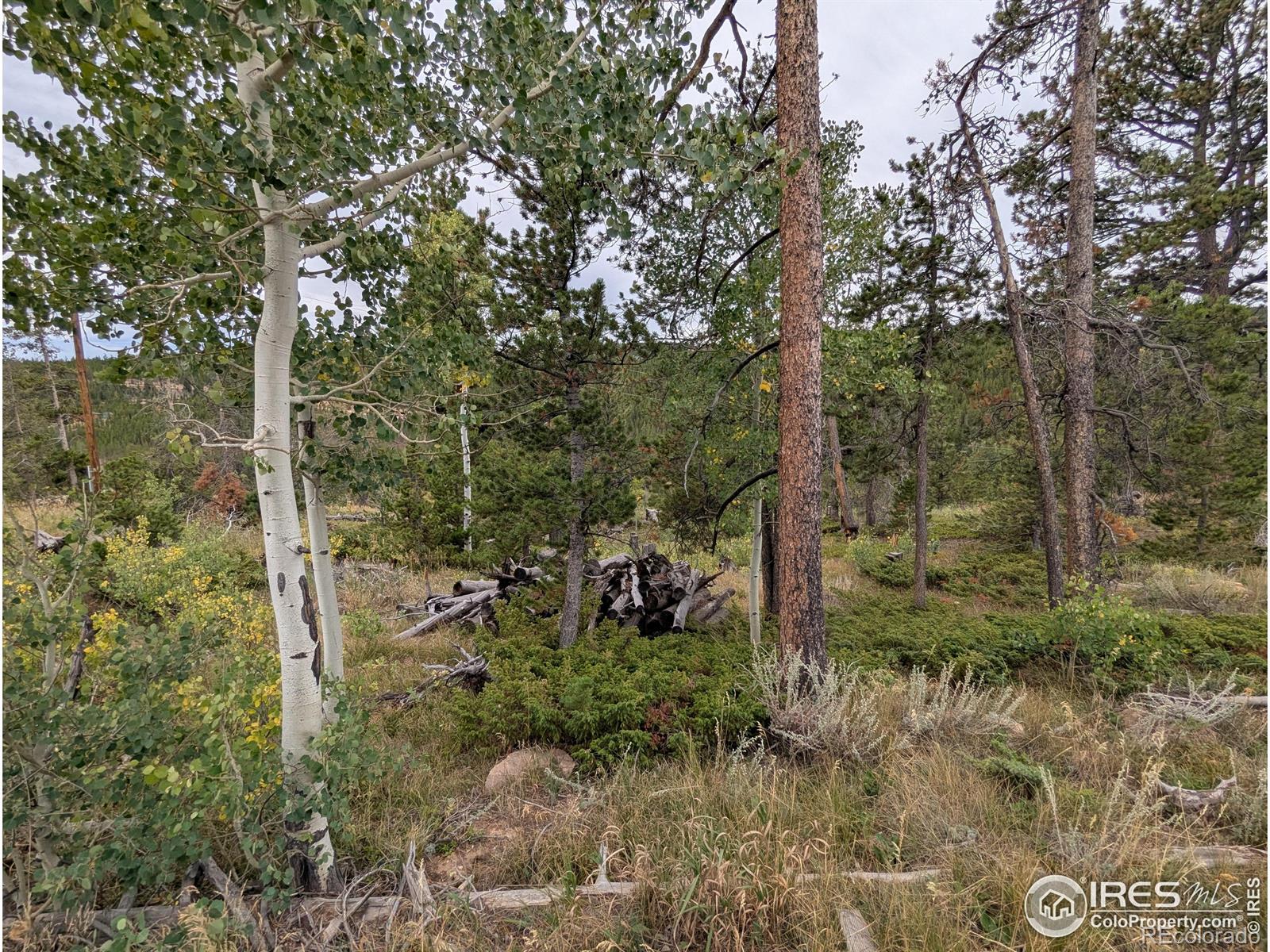 37 N Oneida Court Red Feather Lakes CO 80545