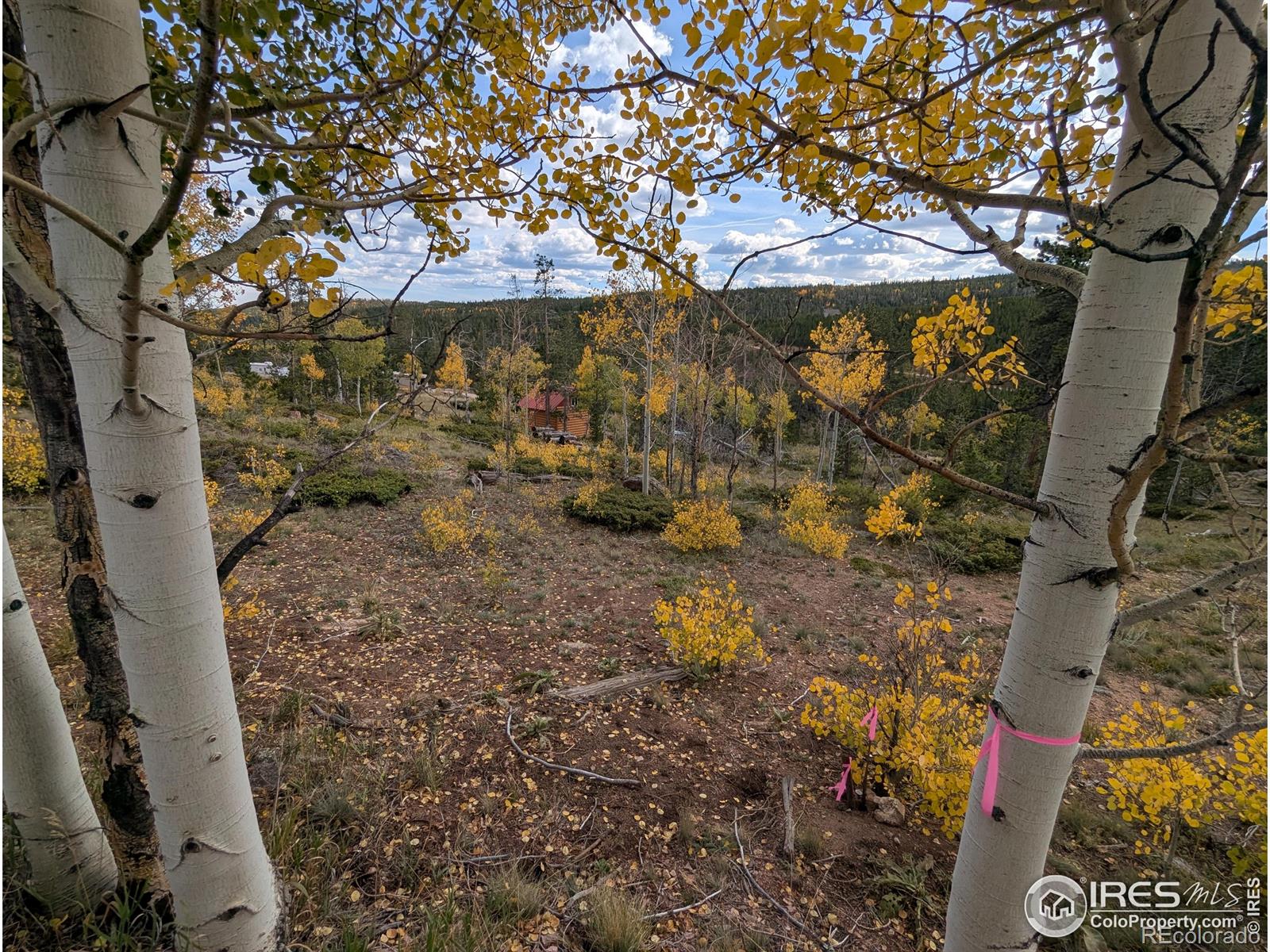 37 N Oneida Court Red Feather Lakes CO 80545