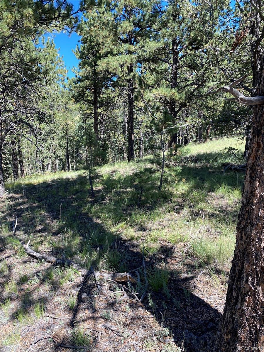 452 Wilson Drive Florissant CO 80816