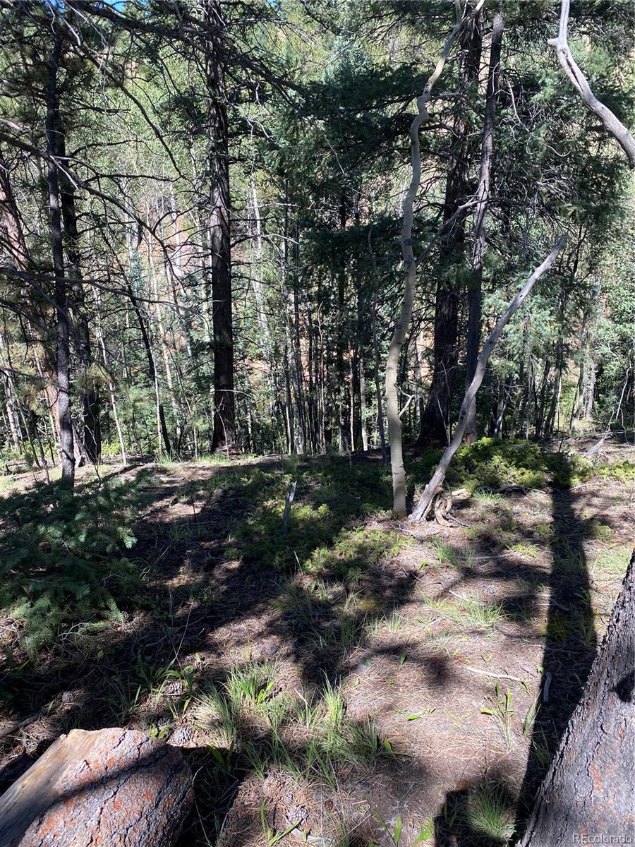 452 Wilson Drive Florissant CO 80816